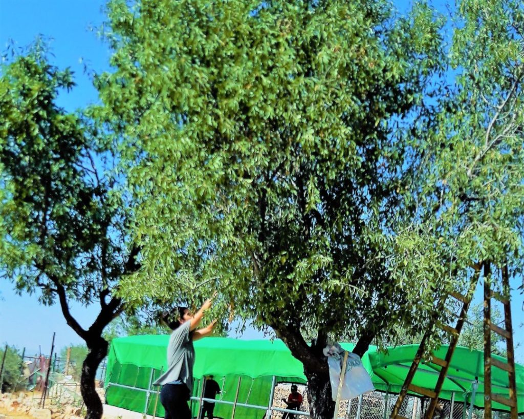 Our Farms | Growing Palestine